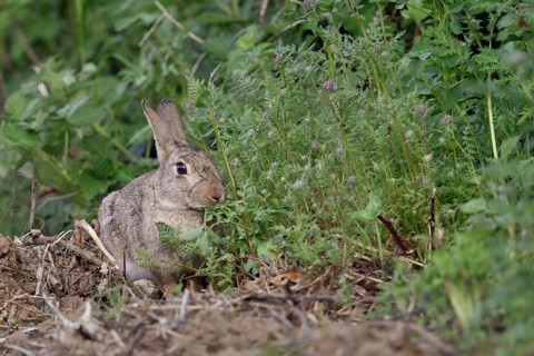 Wild rabbit (Oryctolagus cuniculus) feeding on a wild field, flowering strips of fresh herbs,