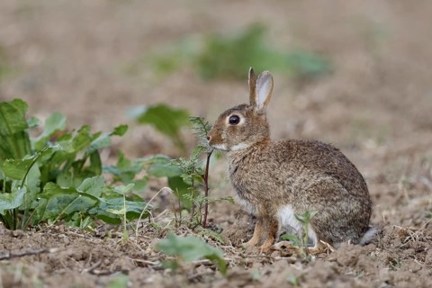 On an uncultivated field... Wild rabbit (Oryctolagus cuniculus) feeding on field herbs, typical
