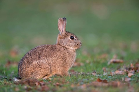 Active at dusk... Wild rabbit (Oryctolagus cuniculus) on a lawn covered with leaves, detailed