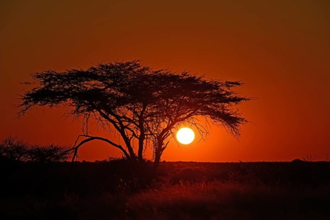 Sunset behind umbrella acacia, Okonjima Nature Reserve, Namibia