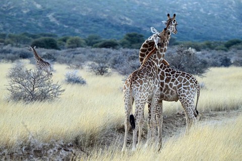 Two young giraffes (Giraffa camelopardalis giraffa) playing in the early morning light, Namibia