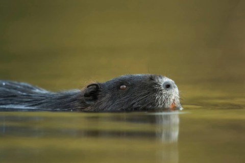 Adult animal... Nutria (Myocastor coypus) swimming through a body of water, detailed close-up, head