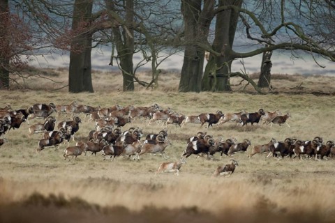 European mouflon (Ovis orientalis musimon), mouflon, mouflons, wild sheep, large herd, running,