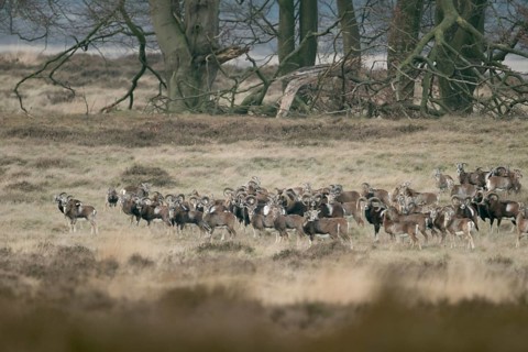 The whole herd... European mouflon (Ovis orientalis), European mouflon, mouflon herd in natural