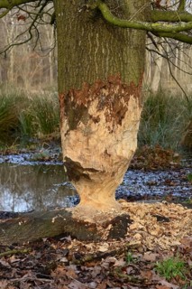 Feeding tracks... Beaver (Castor fiber), tree (oak) gnawed by beaver, feeding tracks, animal