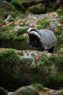European badger (Meles meles), strong adult animal, runs over a few thicker boulders in autumn,