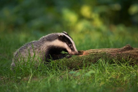 Young badger... European badger (Meles meles) looking for food, young animal, curious and playful,