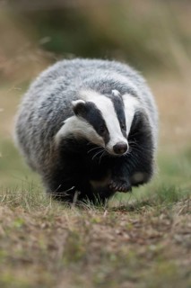 Quite cosy... European badger (Meles meles), strong adult animal, runs straight towards the camera
