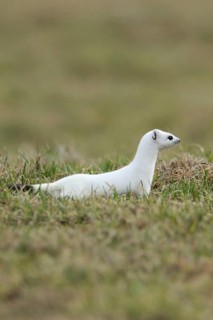 On the hunt... Ermine (Mustela erminea), large weasel in white winter fur hunting in a pasture,