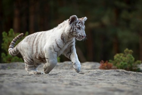 Impressive... Royal Bengal tiger (Panthera tigris tigris), Indian tiger, still quite young, white
