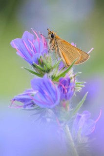 At the viper's bugloss... Essex skipper (Thymelicus lineola), summery, natural, detailed picture of