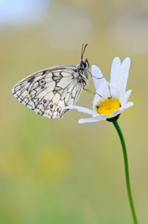 Chequerboard butterfly (Melanargia galathea), male, sitting on a daisy (Oxeye daisy) in summer,