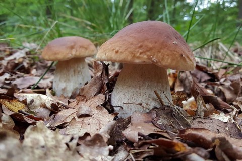 Mushrooms, thick-footed boletes, invite you to pick them in the late summer forest, mushroom season