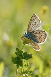 Beautiful to look at... Blue butterfly (Polyommatus icarus), open wings, undersides of wings, in