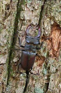 Impressive beetle... Stag beetle (Lucanus cervus), male with large antlers, antler-like enlarged