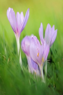 Typical autumn flowers... Autumn crocus (Colchicum autumnale), endangered, protected poisonous