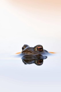 Waiting... Common toad (Bufo bufo) in spawning waters, waiting for a female ready to mate, typical
