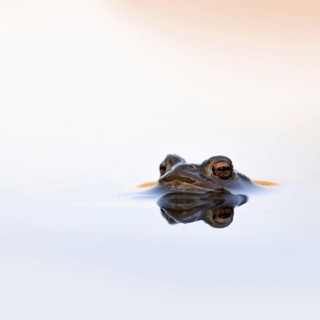 Waiting... Common toad (Bufo bufo) in spawning waters, waiting for a female ready to mate, typical