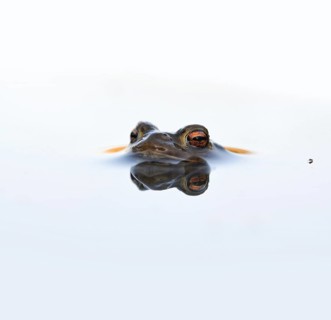 In spring... Common toad (Bufo bufo), male toad patiently waiting in spawning waters for a female