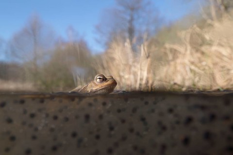 Common toad (Bufo bufo) sitting, resting in the water on frogspawn during spawning season, the