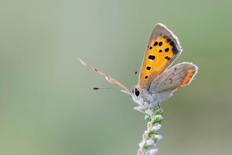 Towards the sun... Small copper (Lycaena phlaeas), butterfly, belongs to the blue butterflies,
