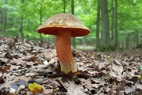 Flake-stemmed witches' bolete (Neoboletus erythropus), edible, tasty mushroom, popular with