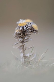 Silent splendour... Golden thistle (Carlina vulgaris), last year's specimen photographed in early