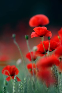 Corn poppy (Papaver rhoeas) red flowering, generally known typical wild flowers, field flowers in a