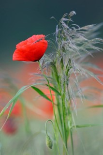Bouquet of flowers in the field... Corn poppy (Papaver rhoeas), wild flowers, red poppy blooms