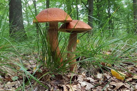 Mushroom season... Deciduous forest red cap Leccinum aurantiacum) in its natural environment,
