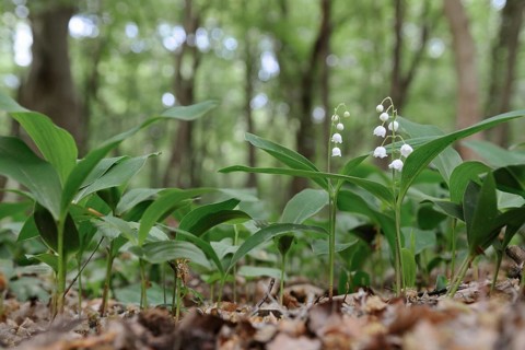 Spring in the forest... wild lily of the valley (Convallaria majalis) blooming, in bloom,