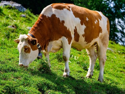 Dairy cow eating grass on the mountain pasture, Jenner, Berchtesgaden National Park, Schönau am