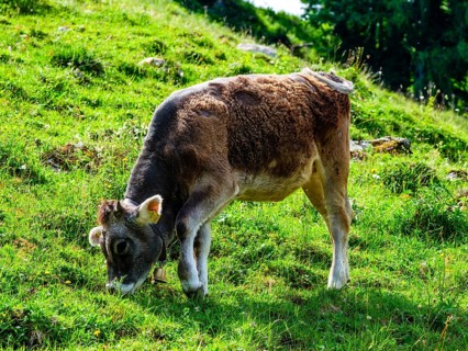 Calves eating grass on the mountain pasture, Jenner, Berchtesgaden National Park, Schönau am