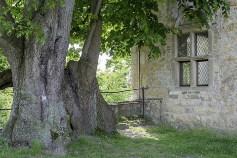 Old lime tree in front of a historic building with stone wall and windows in the summer shade,