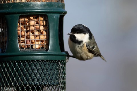 Coal tit (Periparus ater) adult bird on a garden bird feeder, England, United Kingdom