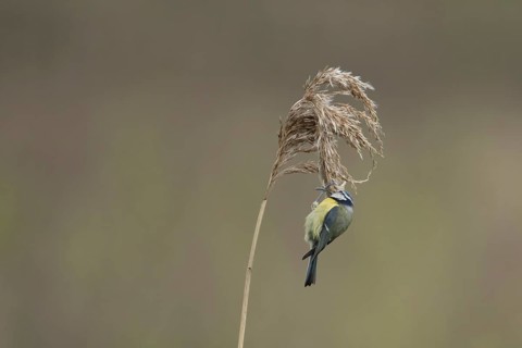Blue tit (Cyanistes Caeruleus) adult bird feeding on a Common reed seedhead in a reedbed, England,