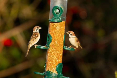 Tree sparrow (Passer montanus) two adult birds feeding on a bird feeder, England, United Kingdom