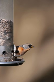 Brambling (Fringilla montifringilla) adult male bird on a garden bird feeder, England, United