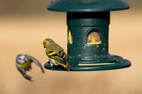 Siskin (Spinus spinus) adult bird on a bird feeder with a Blue tit flying in the background,