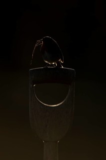 European robin (Erithacus rubecula) rim lit on a garden fork handle with nesting material in its
