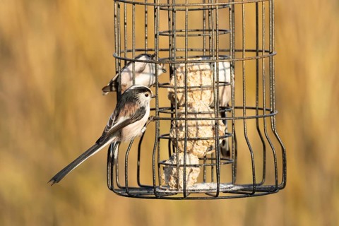 Long tailed tit (Aegithalos caudatus) three adult birds on a garden bird feeder, England, United