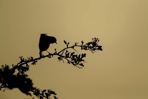 European robin (Erithacus rubecula) silhouette of an adult bird stretching on a tree branch at