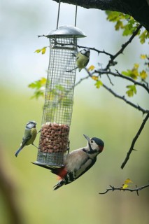 Great spotted woodpecker (Dendrocopos major) and Blue tit (Cyanistes caeruleus) adult birds on a