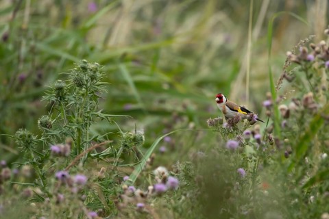 European goldfinch (Carduelis carduelis) adult bird on Creeping thistle (Cirsium arvense) seed