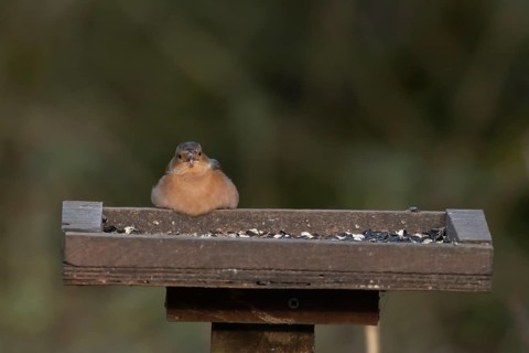 European chaffinch (Fringilla coelebs) adult male bird feeding on sunflower seeds at a bird table,