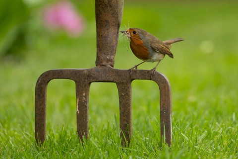 European robin (Erithacus rubecula) adult bird on a garden fork with nesting material in its beak