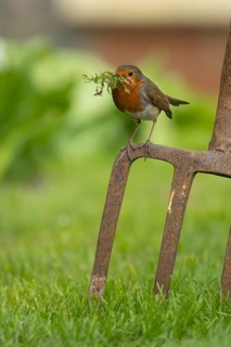 European robin (Erithacus rubecula) adult bird on a garden fork with nesting material in its beak