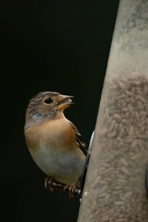 Brambling (Fringilla montifringilla) adult female bird on a bird feeder with sunflwer hearts,