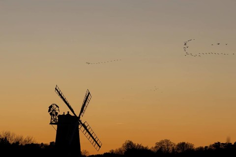 Windmill silhouette at sunset with a red sky and a skein or flock of Pink-footed geese (Anser