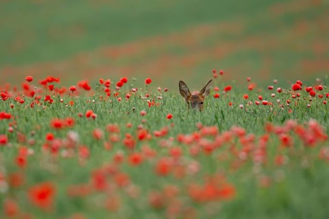 Roe deer (Capreolus capreolus) adult female doe animal in a farmland wheat field with red poppy